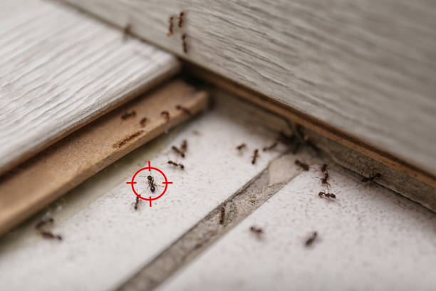 Best Bed Bug Extermination  in Normandy, MO