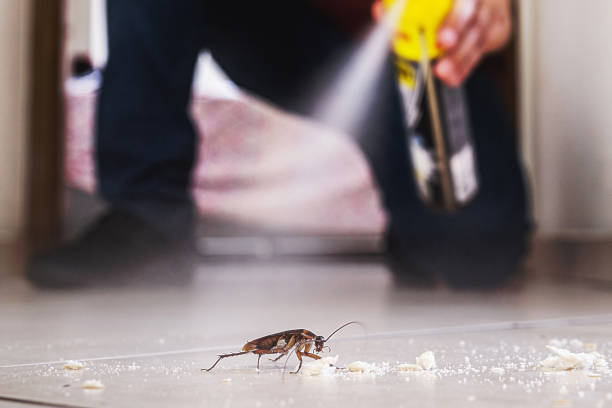 Best Pest Control Near Me  in Normandy, MO